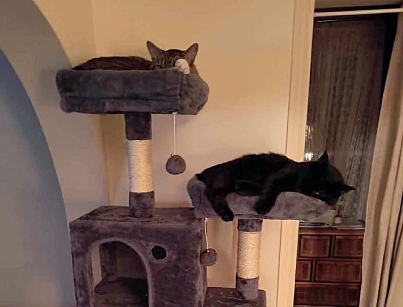 best friends cats tree