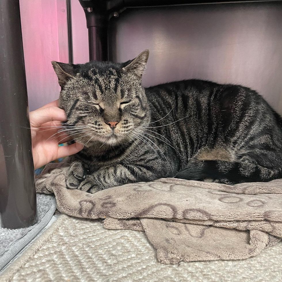 shelter cat socializing snuggles