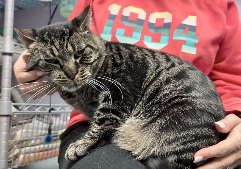 shelter cat snuggles lap