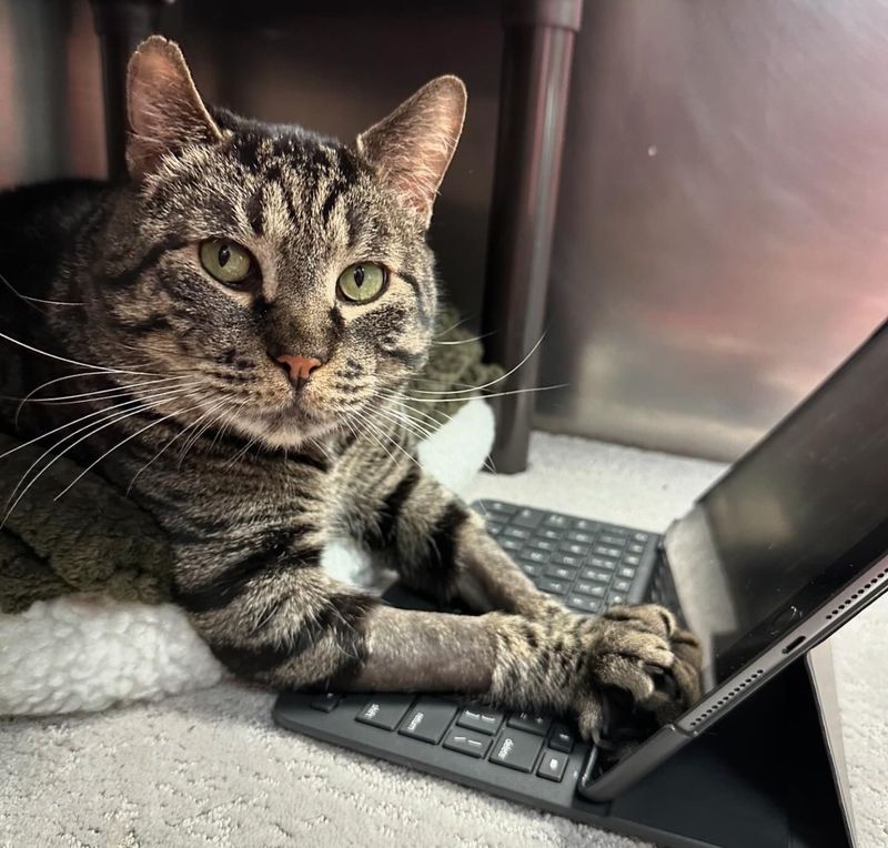 shelter cat sweet tabby