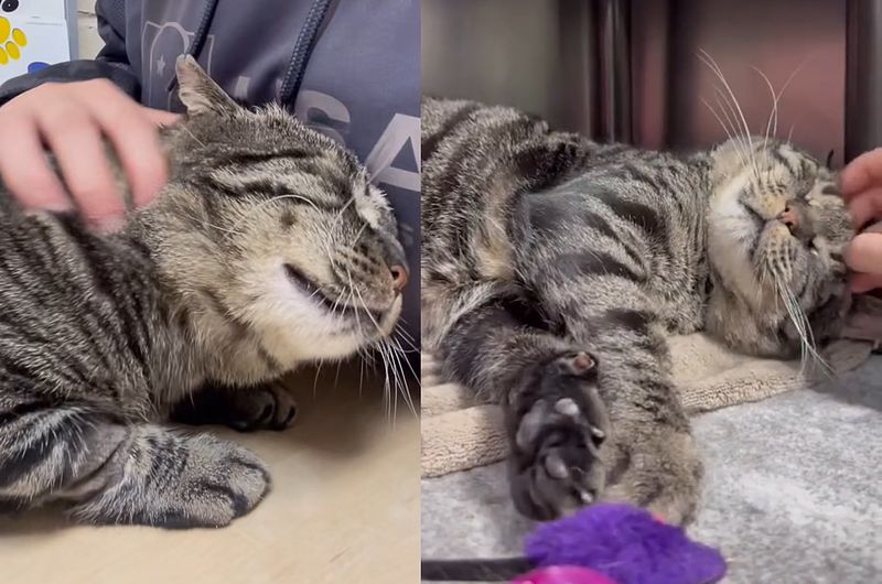 sweet affectionate shelter cat