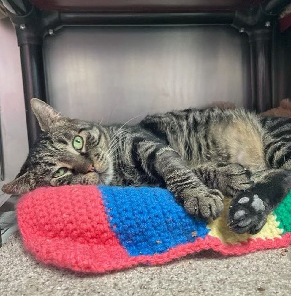 sweet shelter cat tabby