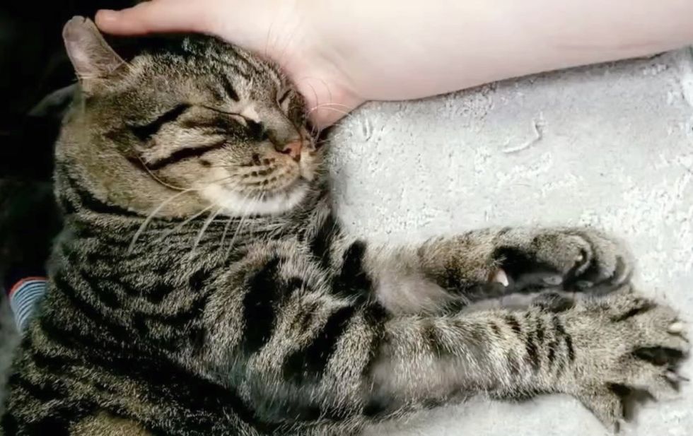 sweet snuggly cat