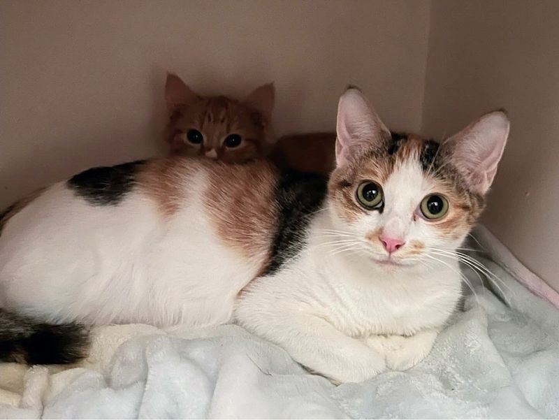 cat snuggling kitten