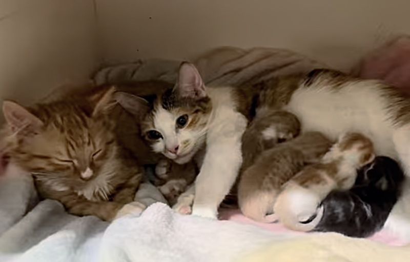 cats snuggles newborn kittens