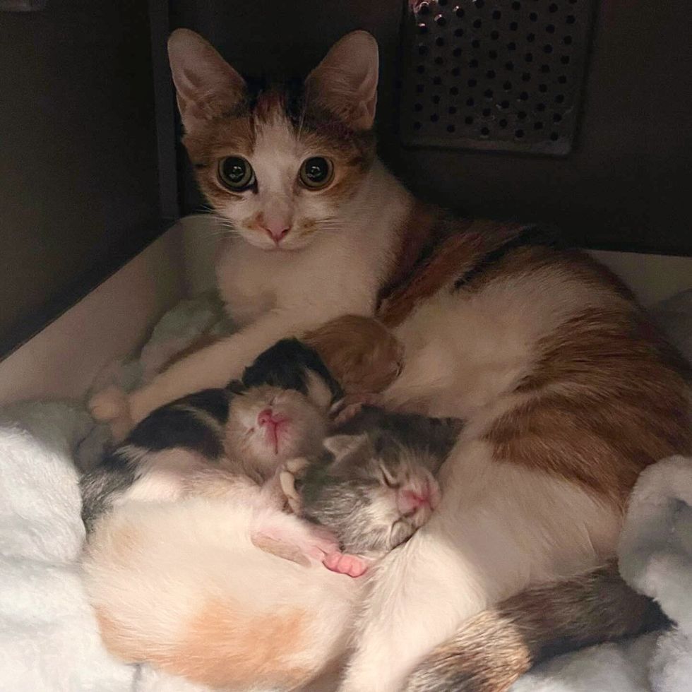 cat mom sleeping newborn kittens