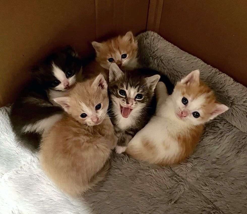 kittens snuggles pile