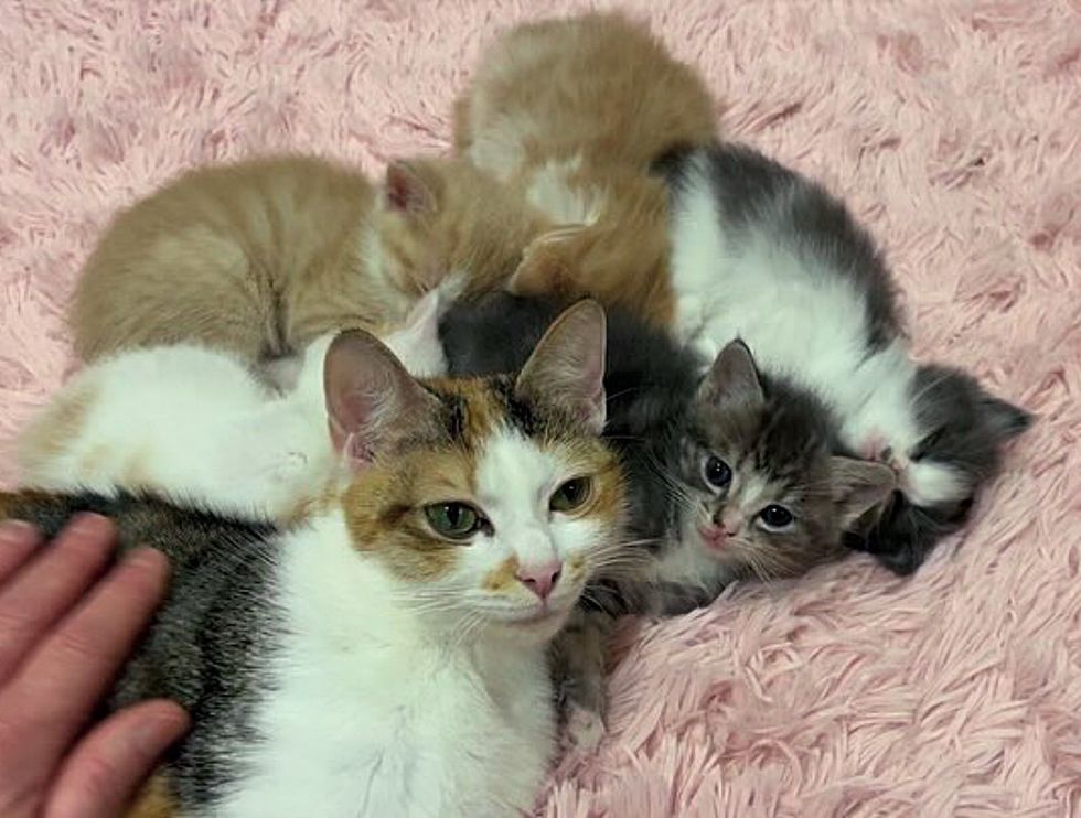 cat snuggling kittens pile