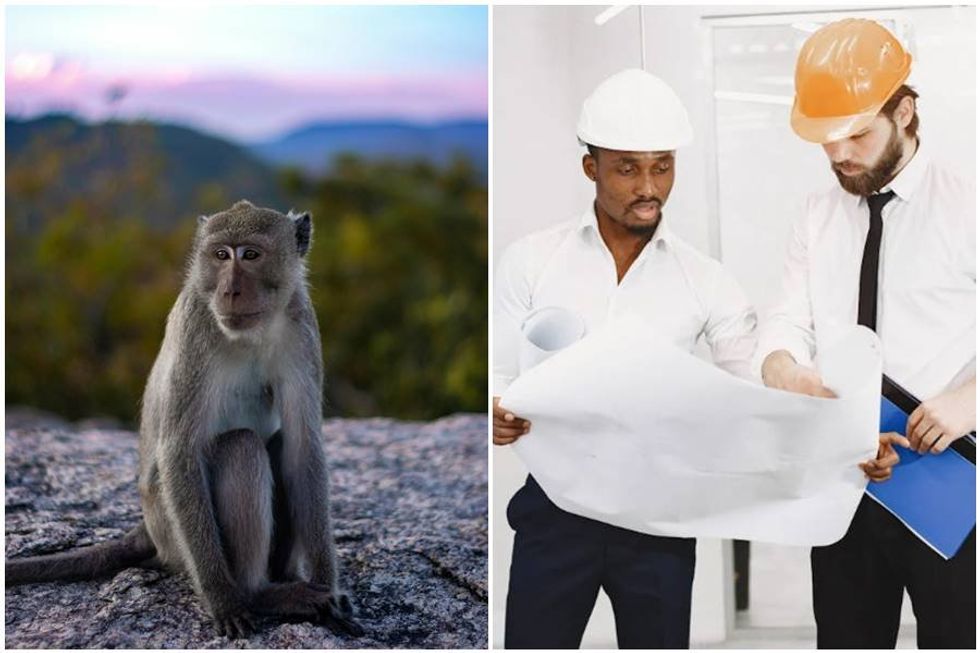 'Tackle the monkey first': The simple way geniuses approach big tasks