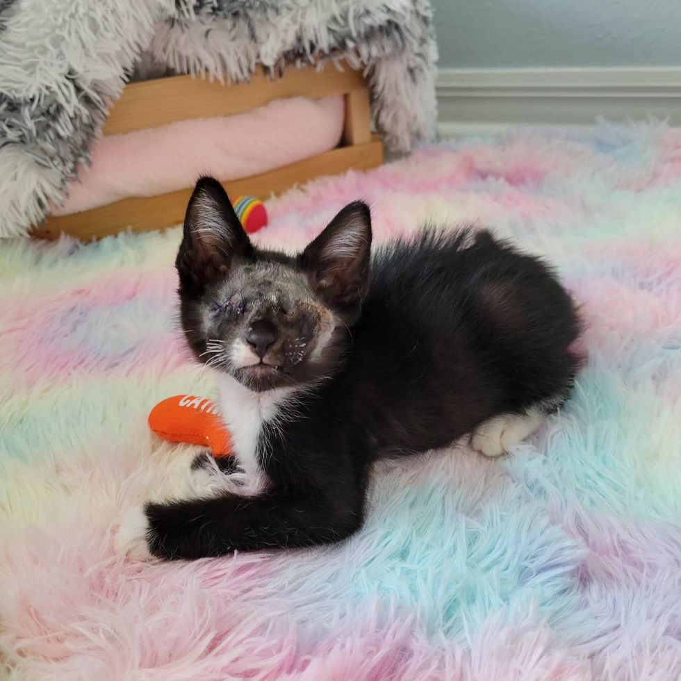 blind kitten playful