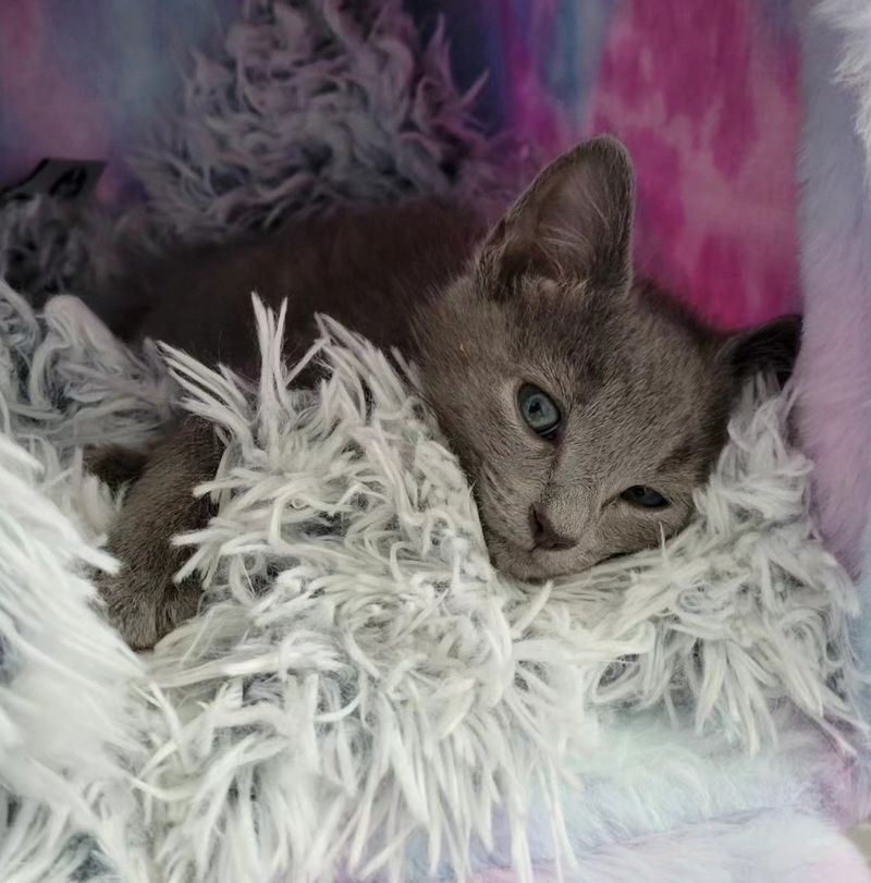 sweet gray kitten