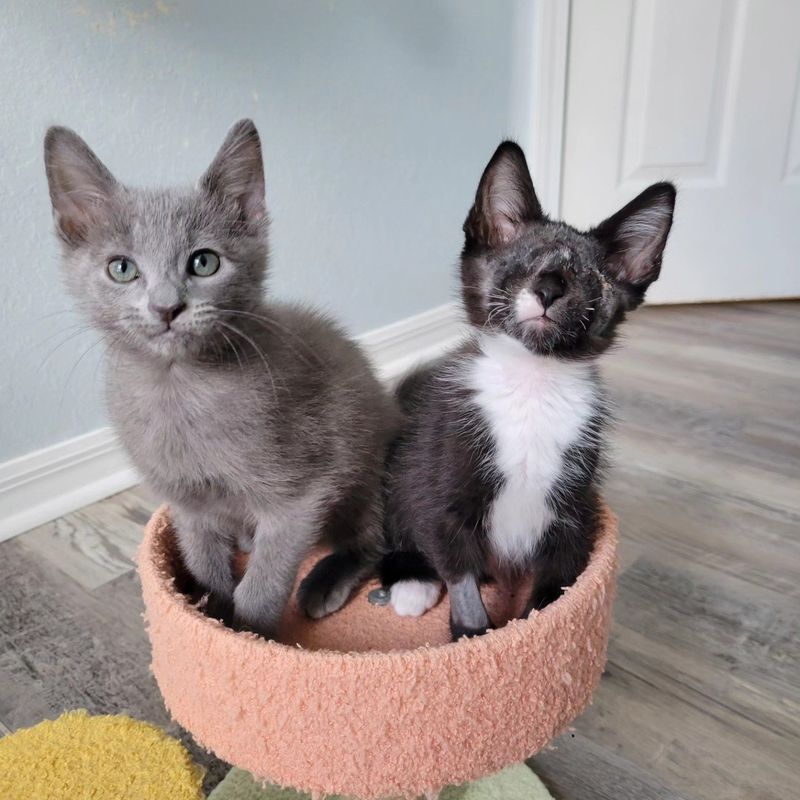 kittens blind cat tree