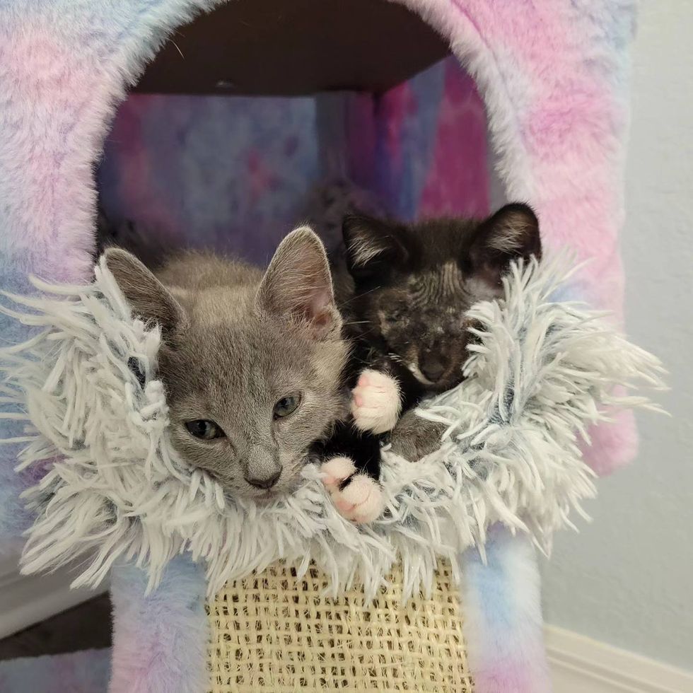 kittens snuggles cat tree