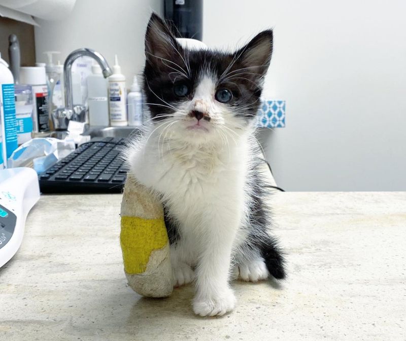 kitten arm cast splint