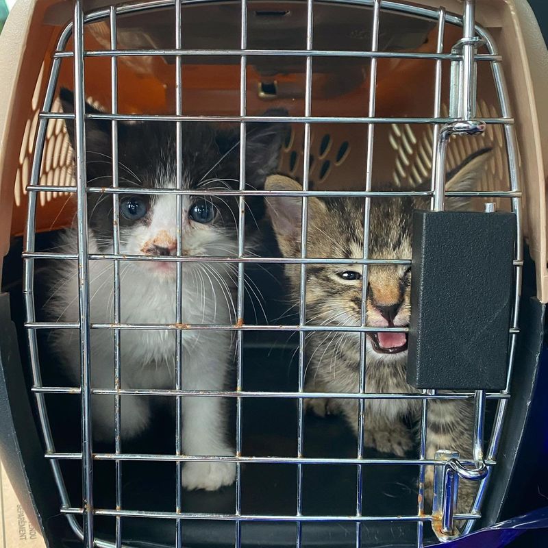 kittens rescued