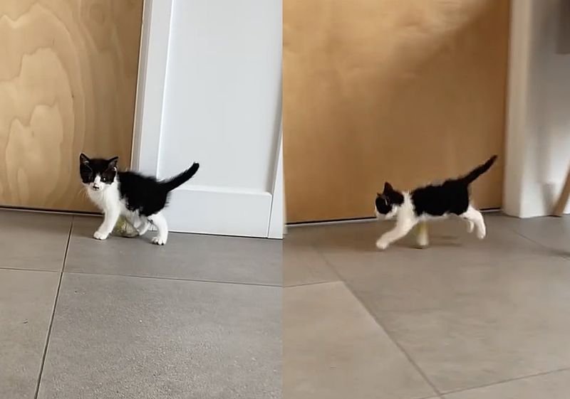 kitten running splint