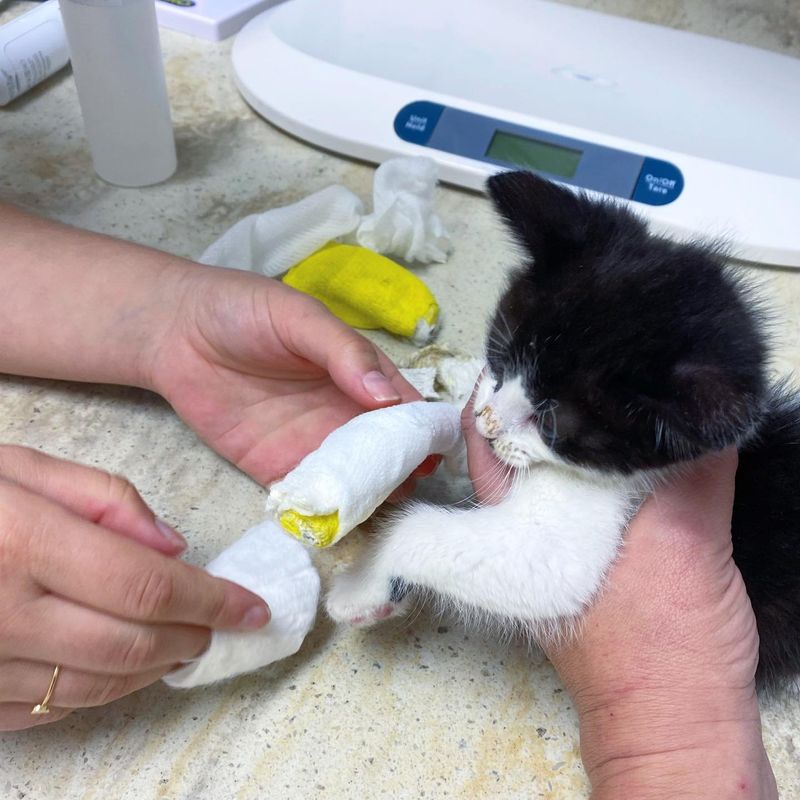 kitten changing bandages