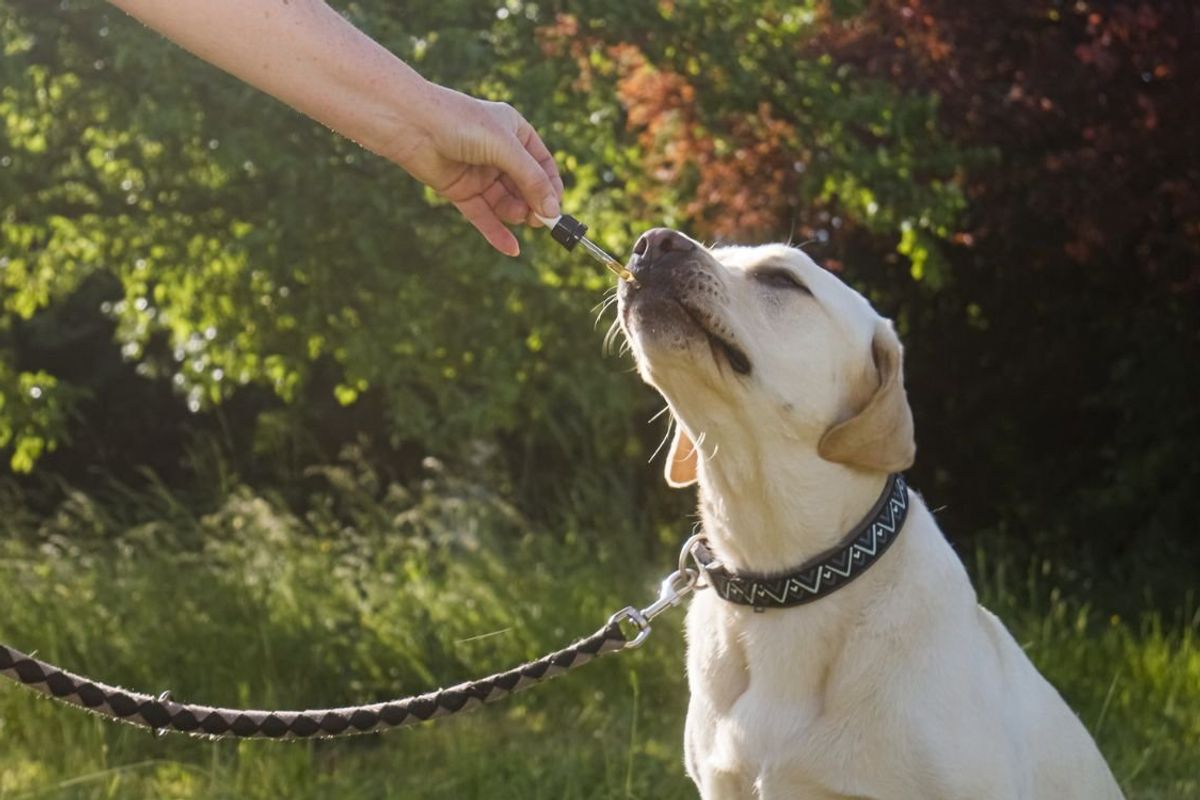 Best CBD for dogs: 5 CBD oils and CBD dog treats to help your pup relax