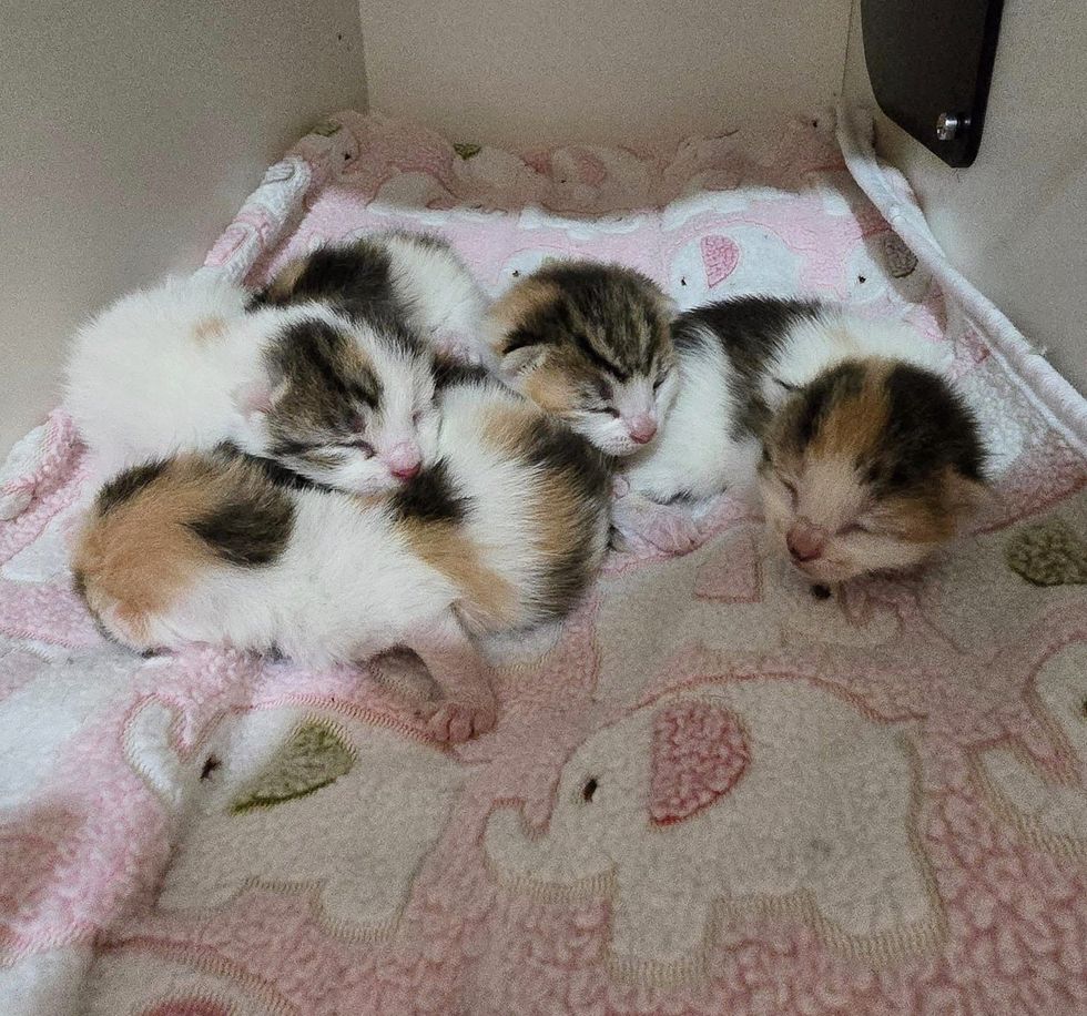 newborn calico kittens