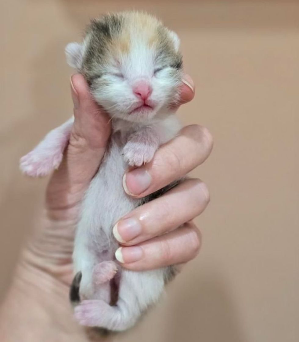 kitten newborn calico