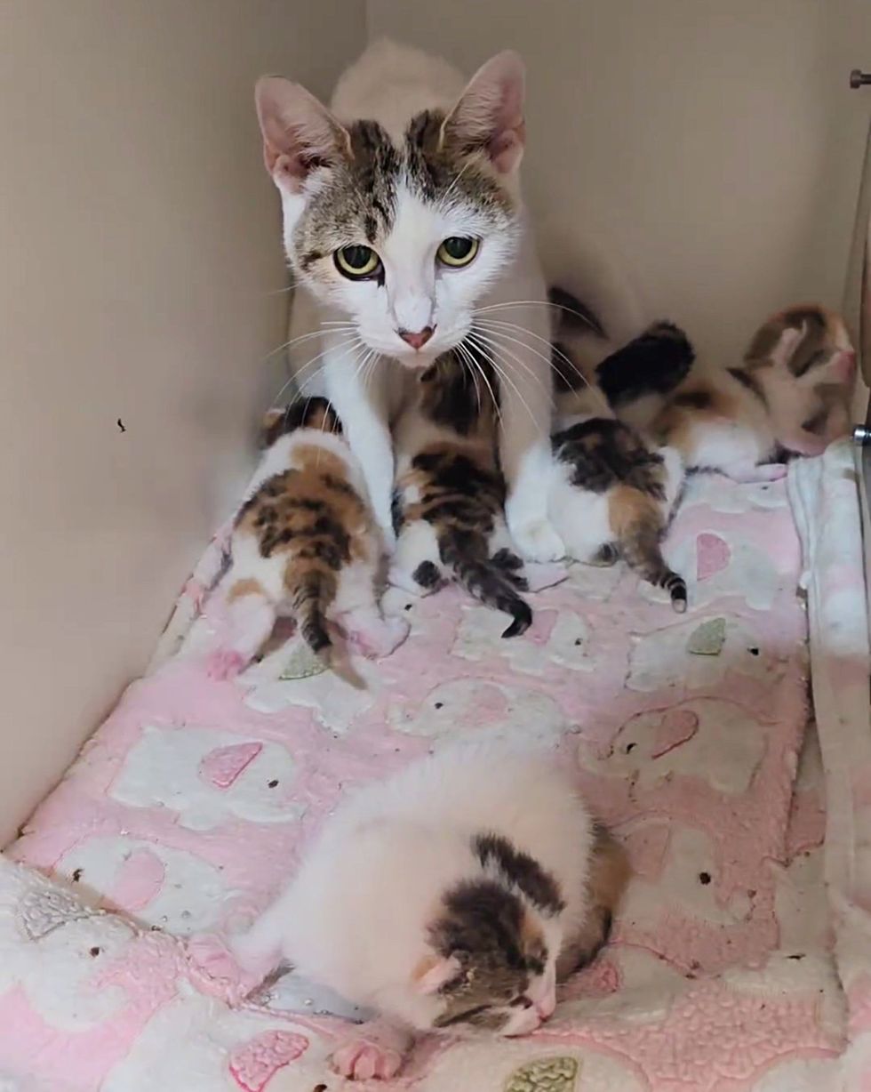 cat nursing calico kittens