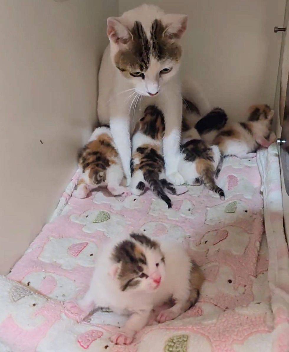 cat nursing calico kittens