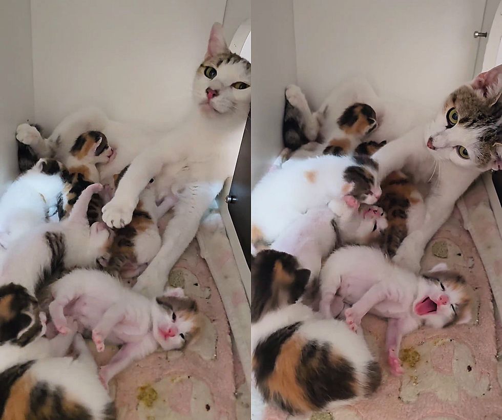 cat snuggles calico kittens