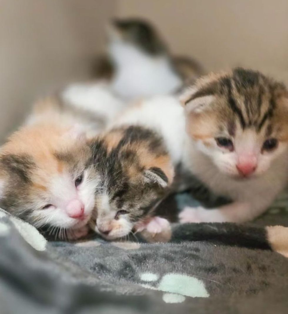 tiny calico kittens