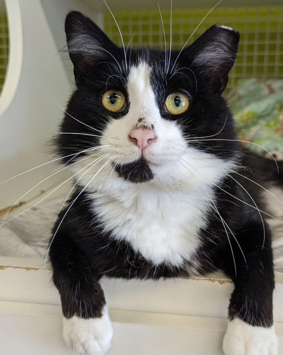 tuxedo cat smile