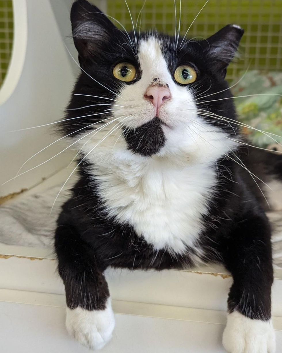 happy tuxedo cat mittens