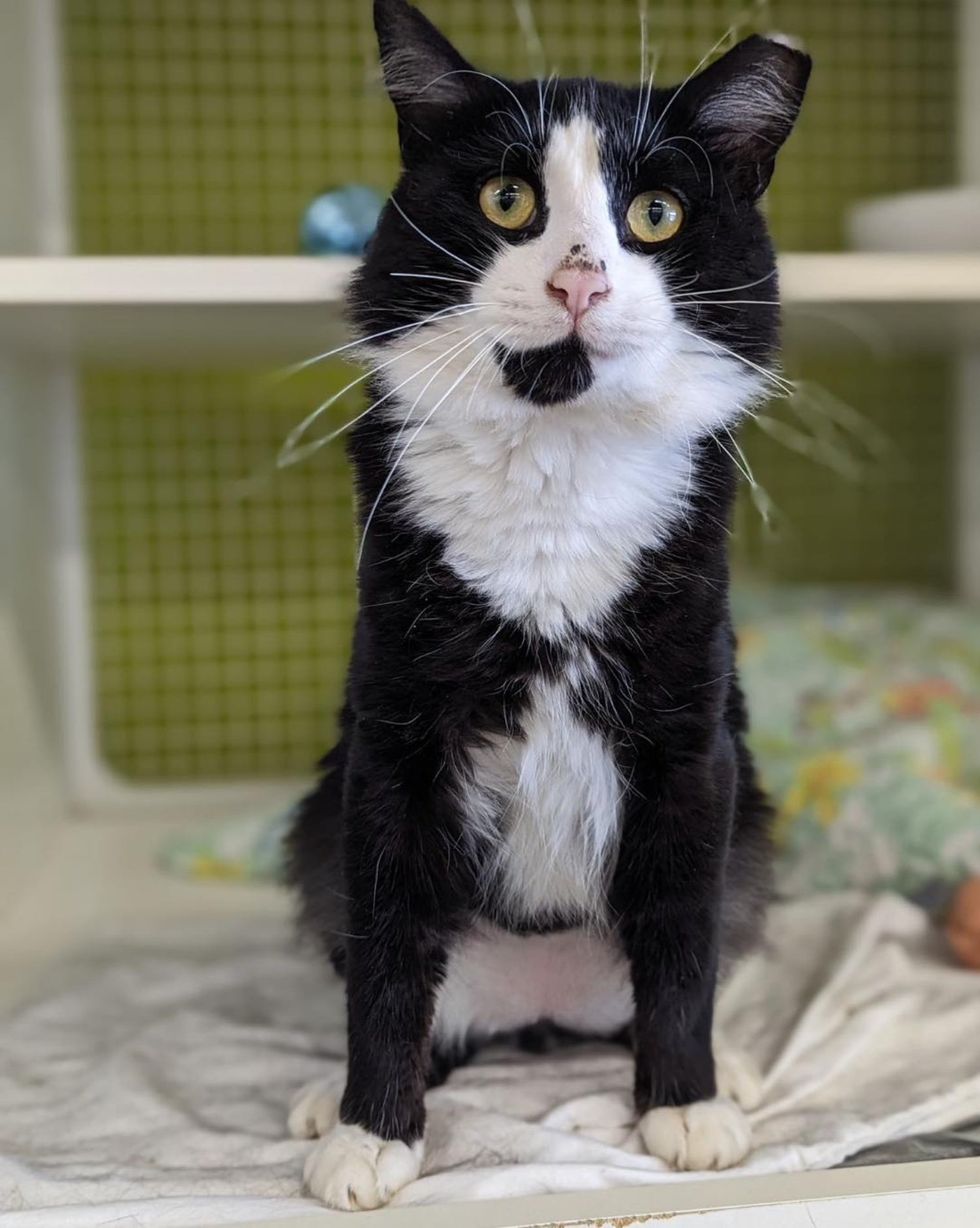 smiley cat tuxedo