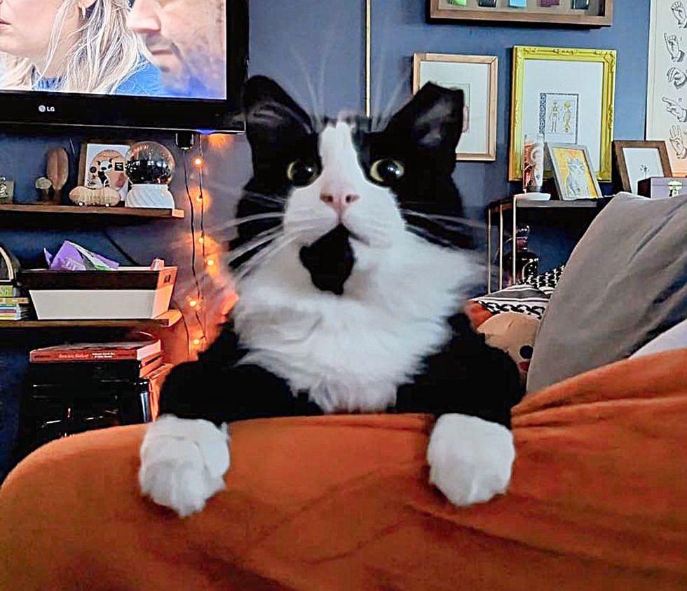 tuxedo cat couch