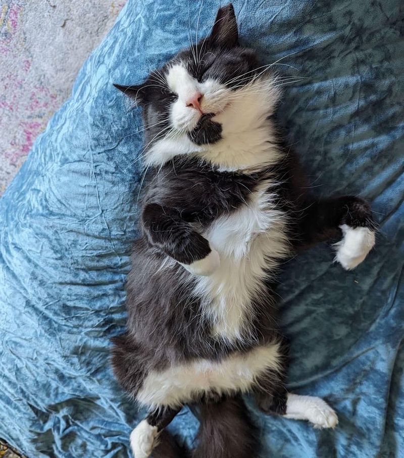 smiling tuxedo cat sleeping