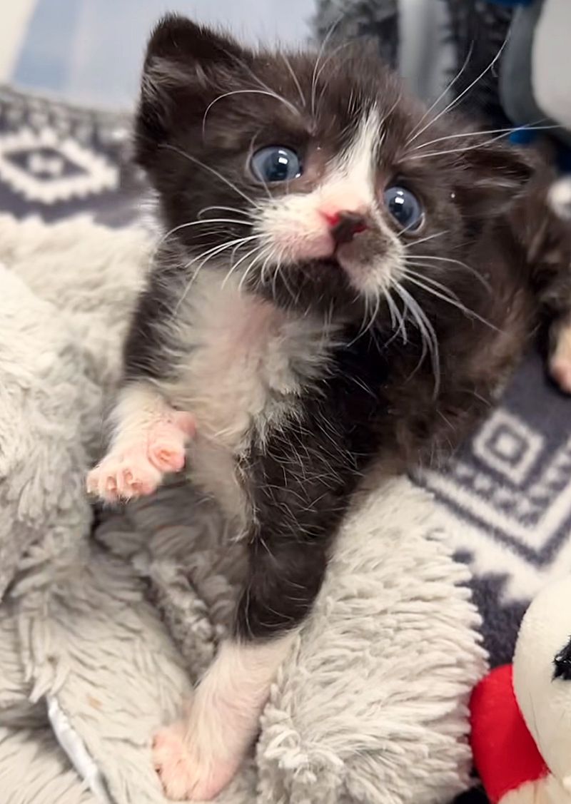 tuxedo kitten tiny