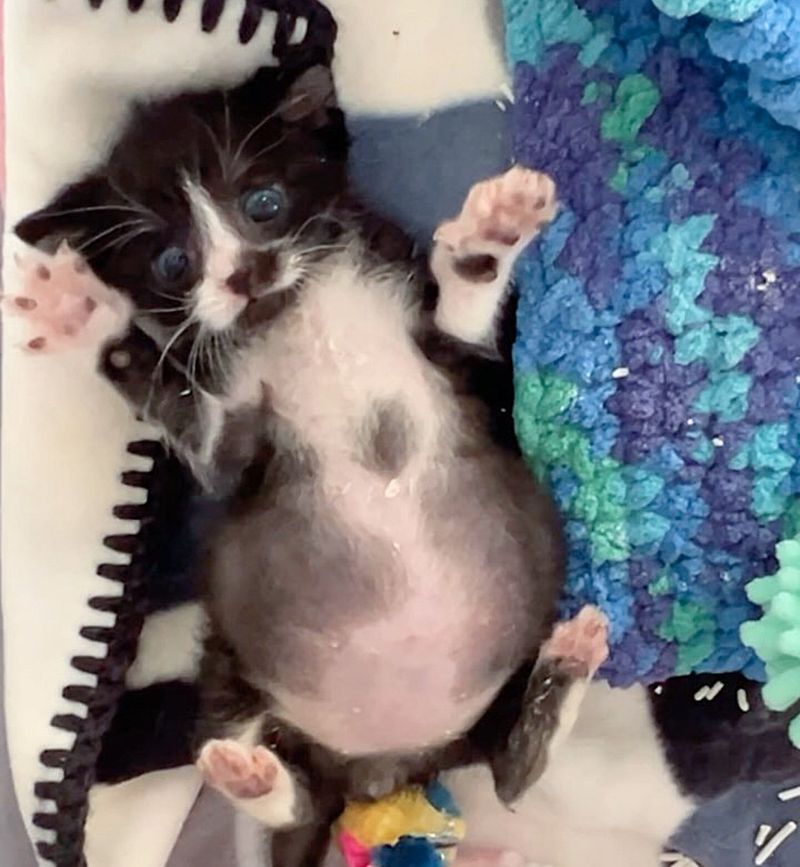 kitten belly round