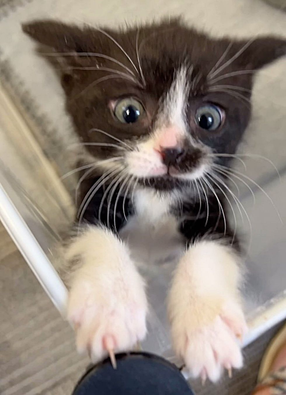 playful tuxedo kitten