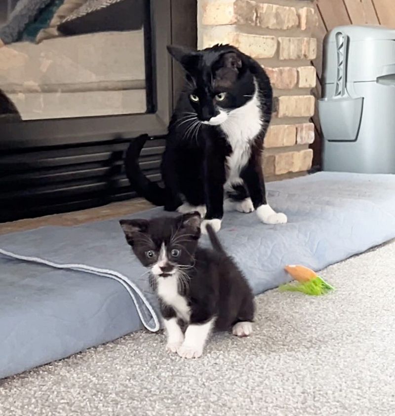 tuxedo kitten cat