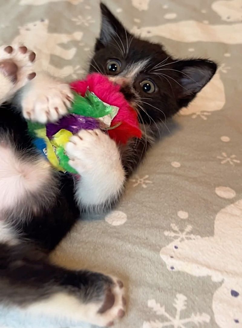 playful tuxedo kitten wrestling