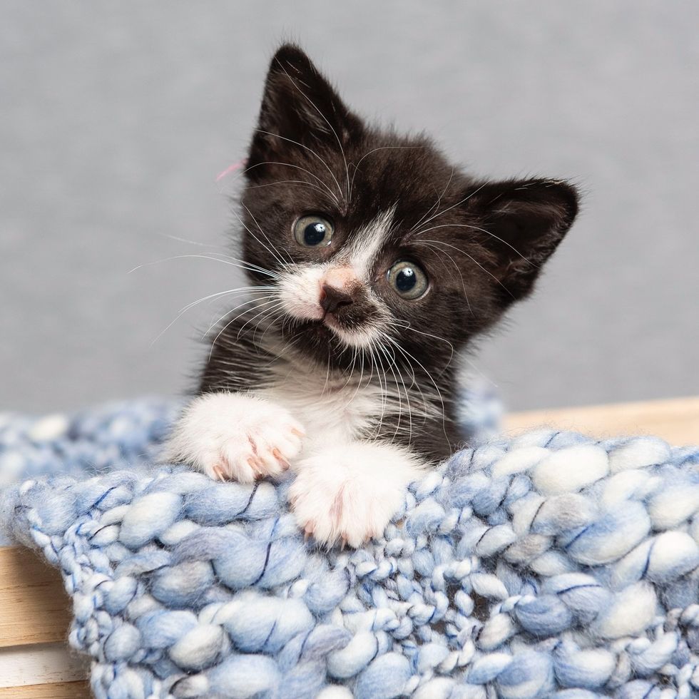 sweet tuxedo kitten headtilt