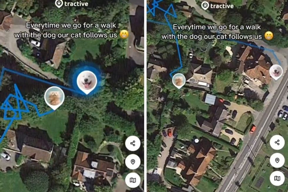 Pet owner puts GPS tracker on cat and dog and was shocked to see the different walk routes