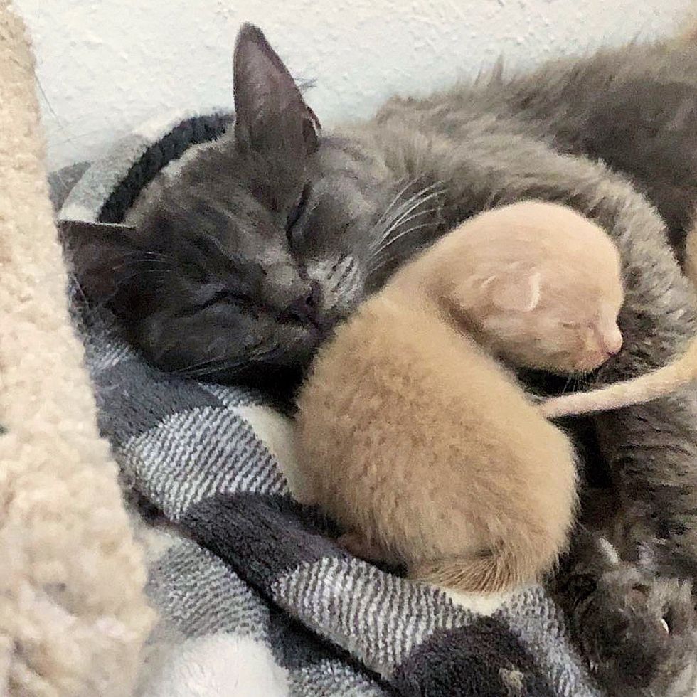 cat mother snuggling kitten