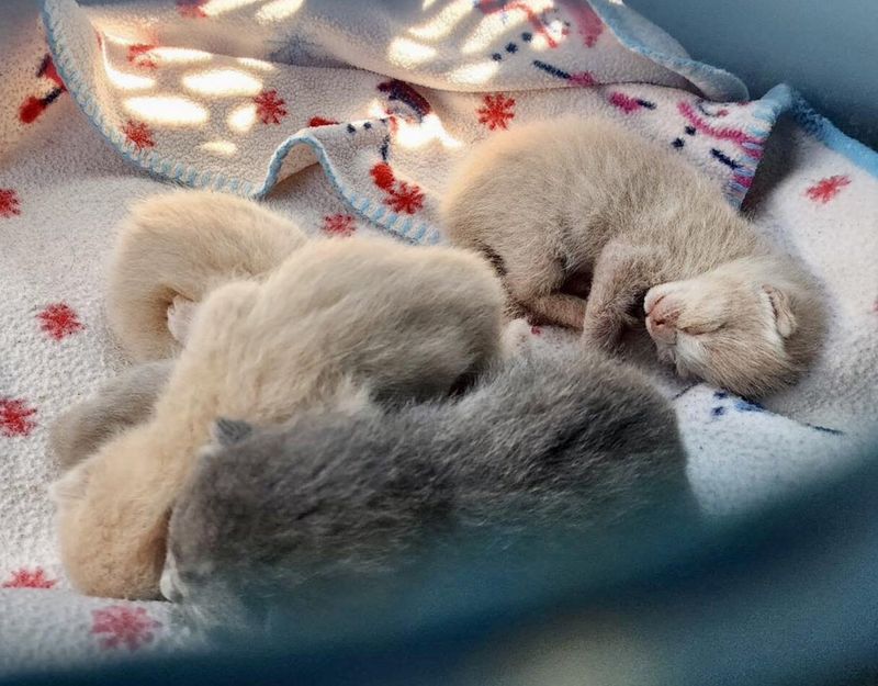 orphaned kittens sleeping