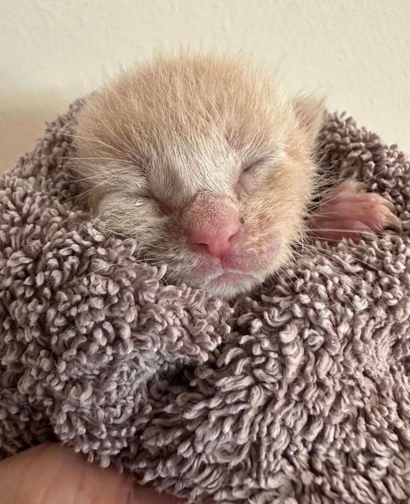 bottle feeding kitten purrito