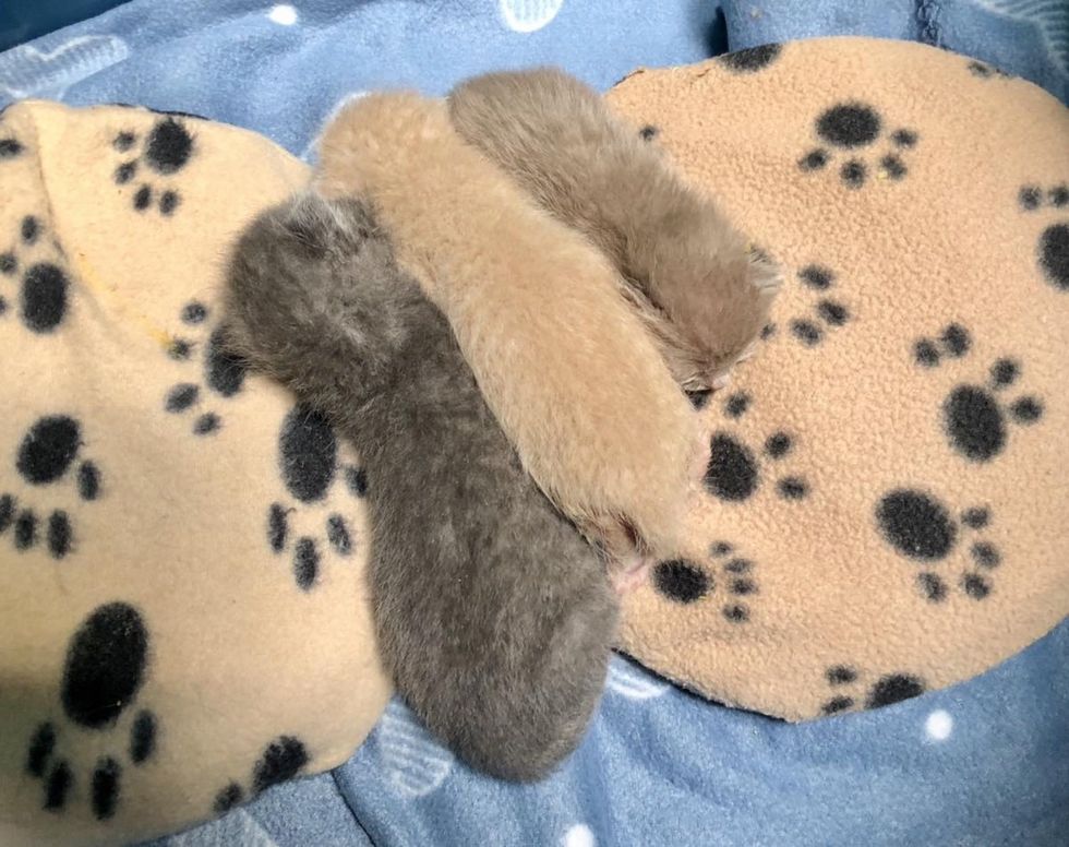 snuggly sleeping newborn kittens