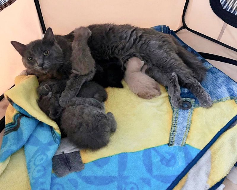 cat nursing kittens