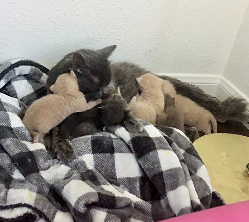 cat nursing kittens