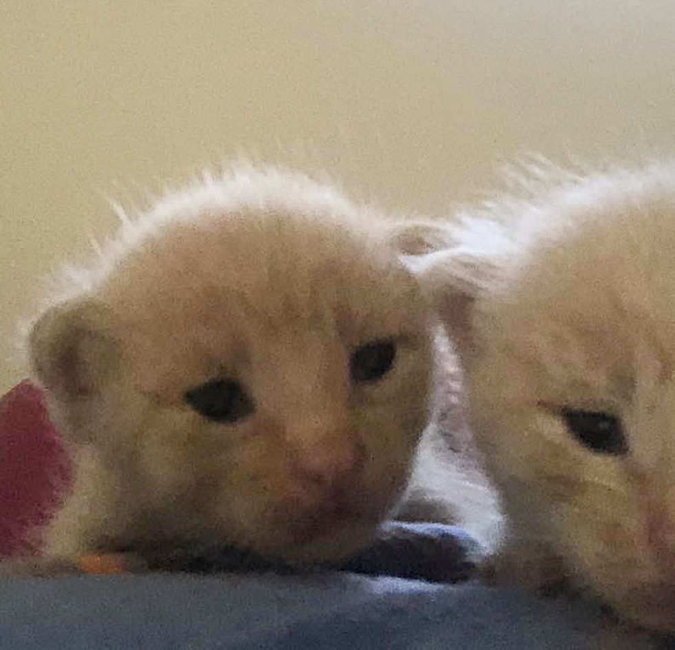 orange cream kittens