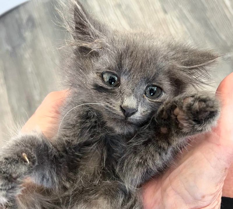 snuggly gray kitten