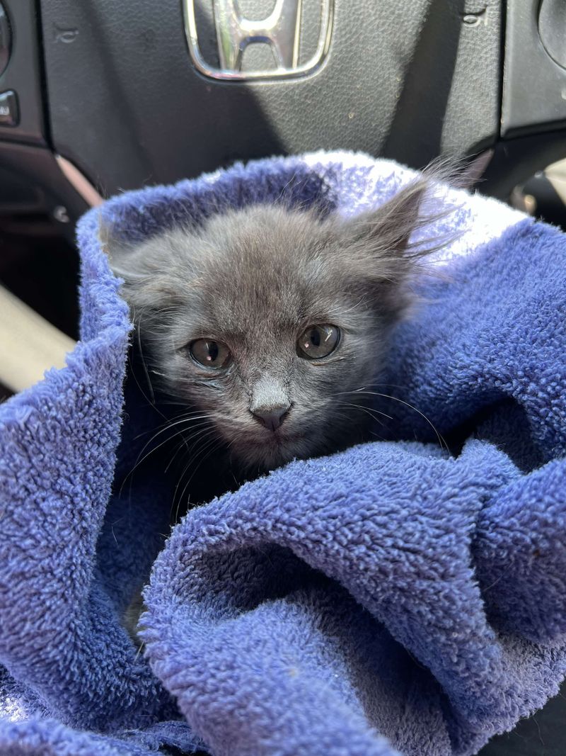 stray kitten purrito