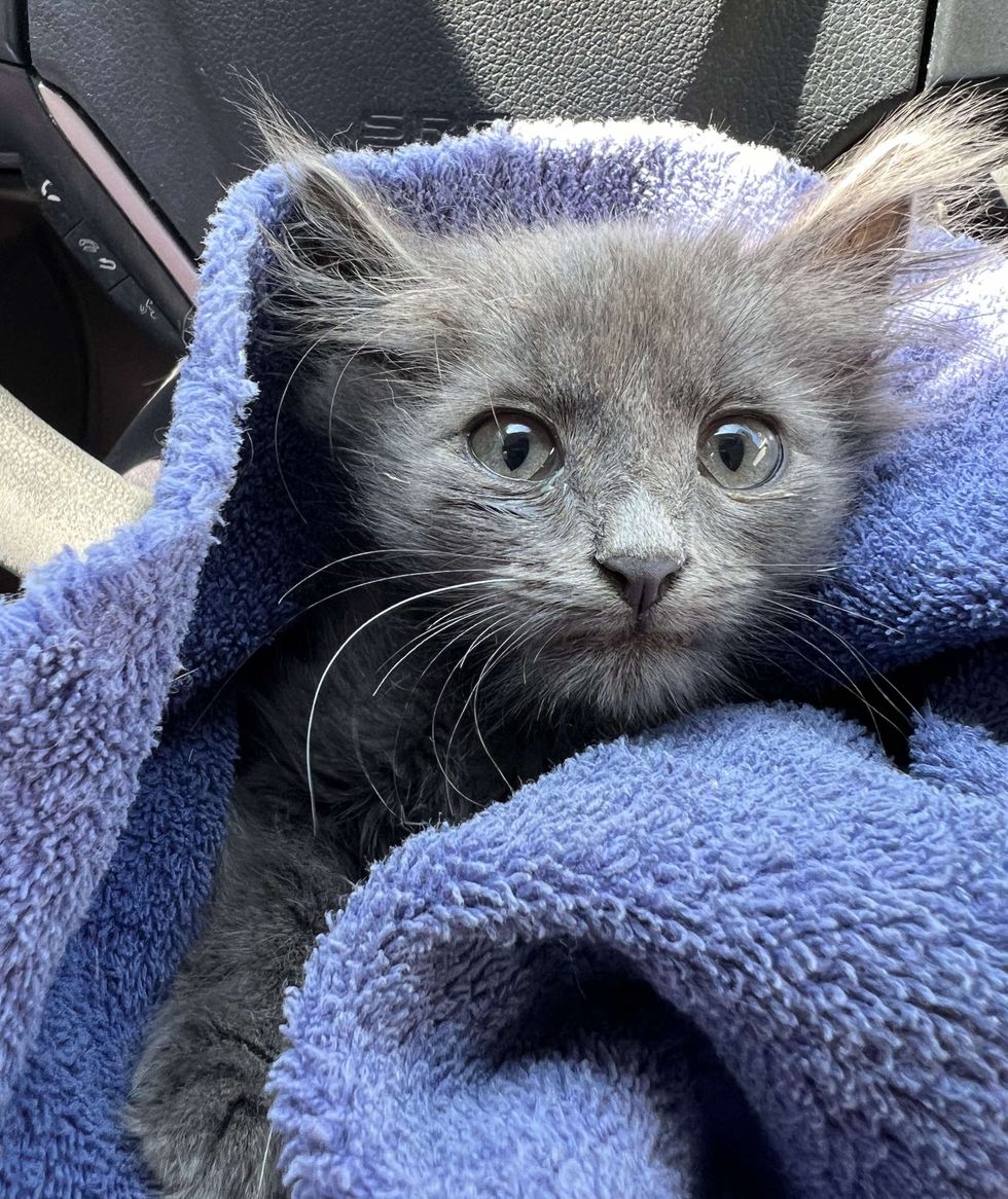 stray gray kitten scrunkle